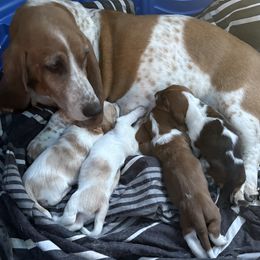 Basset Hound puppies from Fawn's Bassetts