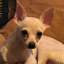 Maxi - Chihuahua