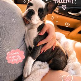 Ares - Blue male French Bulldog puppy in Louisville, Kentucky from Fluffy Frenchie Cartel