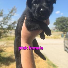 Girl4 - Black female Belgian Malinois puppy in Chico, Texas from North Texas Working Malinois