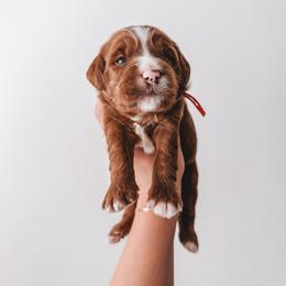 Rowan (Red Collar) - Red  male Goldendoodle puppy in Beaverton, Oregon from Henry Elliots