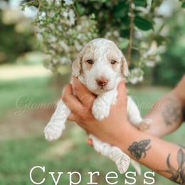 Goldendoodle Puppies from Glamorous Golden Doodles