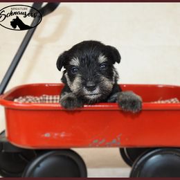 AKC 25009 - Black and silver male Miniature Schnauzer puppy in Mount Airy, Georgia from Miniature Schnauzers GA, LLC
