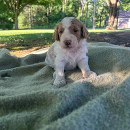 Boy 3 - Parti male Goldendoodle puppy in Shippensburg, Pennsylvania from Diller Doodle Pups