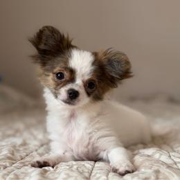 Brynn - Fawn brindled black female Chihuahua puppy in Harrison, Michigan from Cloud9 Chihuahuas