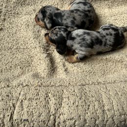 Dachshund and Poodle Puppies from Desjardin’s Poodles & Dachshunds