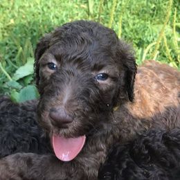 Poodle Puppies from Authentic Poodle Co