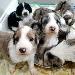 Aussiedoodle Puppies from Southwest Florida Doodles