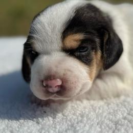 AKC Lark - Black tan and white female Beagle puppy in Rogersville, Missouri from Hales Little Beagle Haven