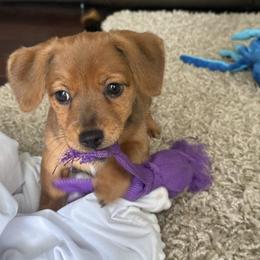 Johnny - Red male American Hunt Terrier puppy in Clearwater, Florida from Paradise Bay Hunt Terriers