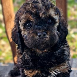 Rooney - Sable and white female Cockapoo puppy in Connersville, Indiana from Dessie's Doodles