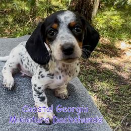 Insane Piebald Boy Covered In Ticking Spots - Black and tan male Dachshund puppy in Brunswick, Georgia from Coastal Georgia Miniature Dachshunds