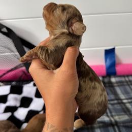 Wilder - Dapple male Dachshund puppy in Camdenton, Missouri from Camden Line Dachshunds