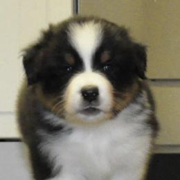 Australian Shepherd Puppies from Ashfall Australian Shepherds