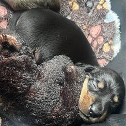 Mr. Black.  AKC - Black and tan male Dachshund puppy in Miami, Florida from Maitime Dachshund