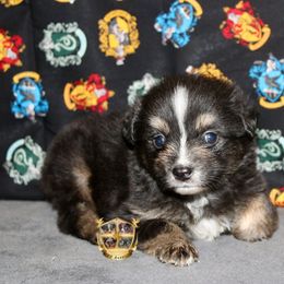 Ash - female Miniature Australian Shepherd puppy in El Dorado Springs, Missouri from HP Aussie Kennels