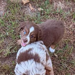 Emmylou - Red tri-color female Miniature American Shepherd puppy in Prairie Grove, Arkansas from IQ Farms