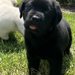 Labrador Retrievers from TakeMeHome Retrievers