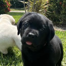 Labrador Retrievers from TakeMeHome Retrievers