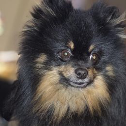 Australian Shepherds and Pomeranians from Willamette Valley Aussies