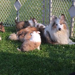 Rottweiler and Toy Shetland Sheepdog Puppies from Mountain High Kennels