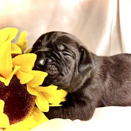 Gold aka Midas - Black brindle male Cane Corso puppy in Hillsborough, New Jersey from Central Jersey K9