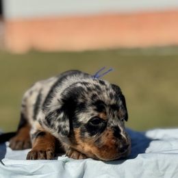 Asgard - 5350 - Harlequin male Beauceron puppy in Rockwall, Texas from Elitehaus