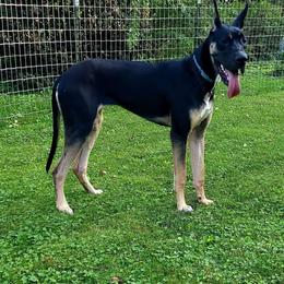 Tourmaline - Great Dane