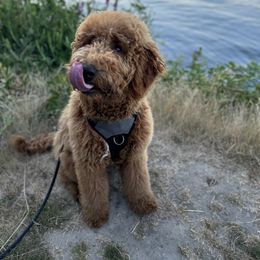 Goldendoodle All Grown Up from Dawnie’s Doodles