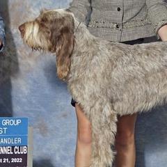 Spinoni Italiani from Boones Creek Spinoni