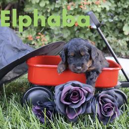 Elphaba - Black female Bernedoodle puppy in Helper, Utah from Doodle Love Utah