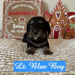 Lt Blue - Black and tan male Dachshund puppy in Snow Camp, North Carolina from V's Southern Angels