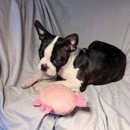 Aqua - Black brindle and white female Boston Terrier puppy in London, Kentucky from Puppy Love