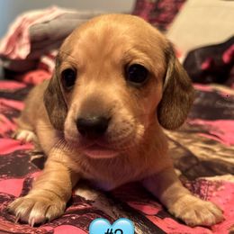 Boy 2 - Gray and cream male Dachshund puppy in Palm Coast, Florida from Michelle’s Mini Dachshunds