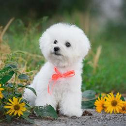 Philippe White Diamond Sofia - White male Bichon Frise puppy in Anza, California from Top Shepherd - Snow Angels Bichon Frisé, Maltise.