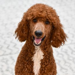 Ginger - Poodle