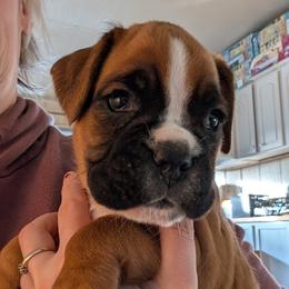 Rose - Fawn female Boxer puppy in Anderson, South Carolina from Stillwater Kennel