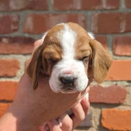 Truvy - Mahogany and white female Basset Hound puppy in Bellaire, Ohio from Blessed Bassets