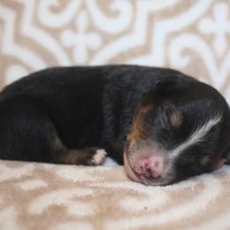 Splash - Black tri male Miniature Australian Shepherd puppy in Licking, Missouri from Burnett Aussies