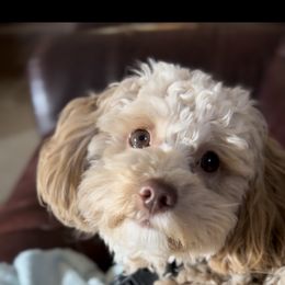 Goldendoodle All Grown Up from Scherrer Sweet Goldendoodles