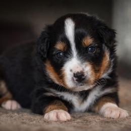 Willow - Black tri female Miniature Australian Shepherd puppy in Lowgap, North Carolina from Baileys Mini Aussies