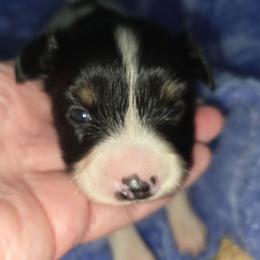 Bjorn - White black and tan male Papillon puppy in Hollister, Missouri from Swan Creek Kennel
