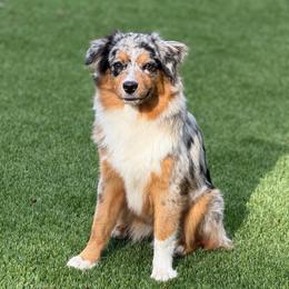 Pandora - Miniature Australian Shepherd