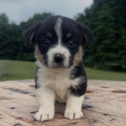 Red Collar - Black and tan male Pembroke Welsh Corgi puppy in Boaz, Alabama from Brumblow’s Kennel