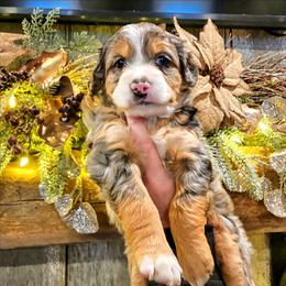 Aspen - Chocolate merle female Bernedoodle puppy in Forest, Ohio from Mini Doodle Buddies