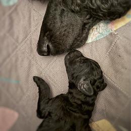 Flint - Black male Poodle puppy in Beaumont, Texas from Lingo Standard Poodles