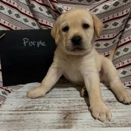 Kahlua - Yellow female Labrador Retriever puppy in Wittmann, Arizona from AM Labradors