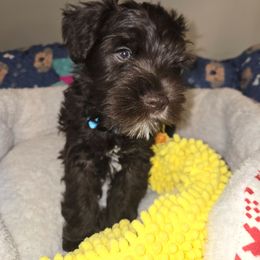 Gilbert - Liver male Miniature Schnauzer puppy in Graham, Washington from Olivia's Miniature Schnauzer's and French Bulldogs