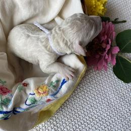 Shepherd - Cream male Goldendoodle puppy in Carlton, Minnesota from Lakeside Doodles MN