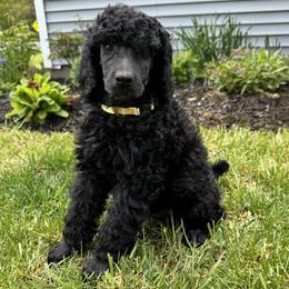 Girl 1 - female Poodle puppy in Athol, Massachusetts from DoeValley Standard Poodles